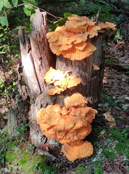 Chicken of the Woods.jpg